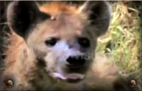 hyena_video